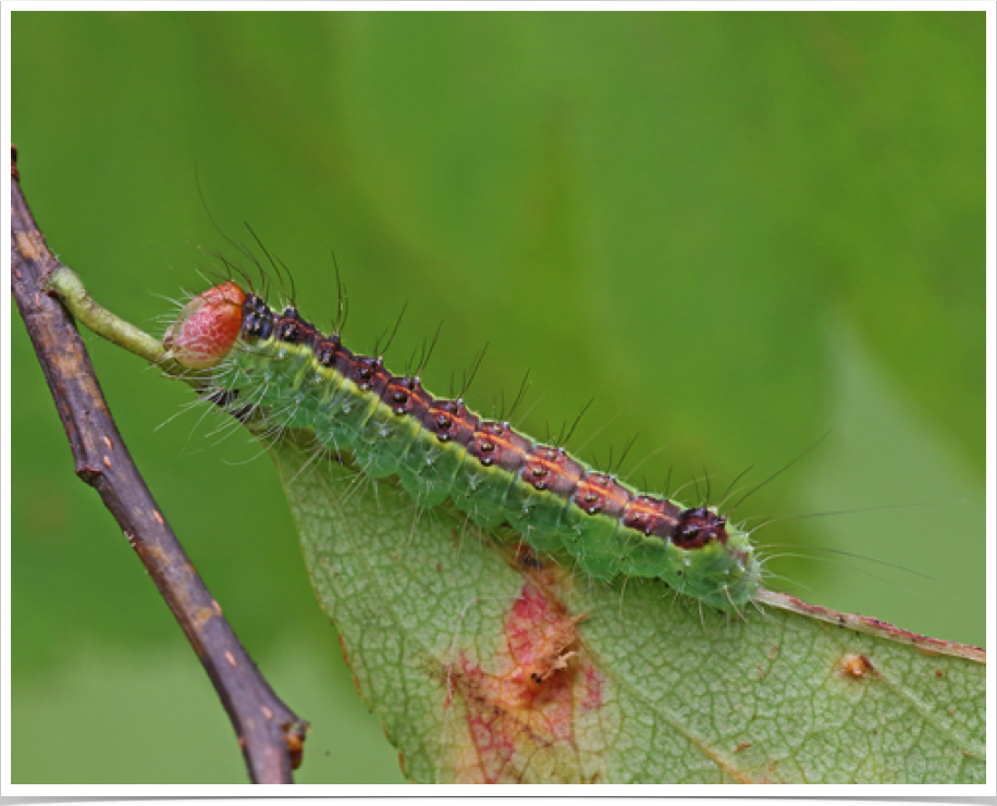 Acronicta radcliffei (penultimate instar)
Radcliffe's Dagger
Hale County, Alabama